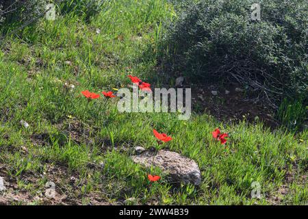 Rotfrühling Wildblumen Anemone coronaria (Mohnanemone). Diese Wildblume kann in mehreren Farben erscheinen. Hauptsächlich rot, aber auch violett, blau und weiß P Stockfoto