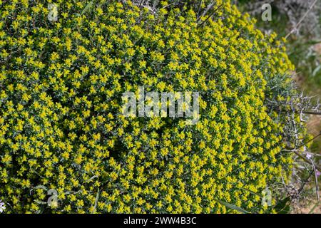 Euphorbia hierosolymitana die Jerusalem Spurge fotografierte im Frühjahr Februar in Har Amasa (Berg Amasa), Israel Stockfoto