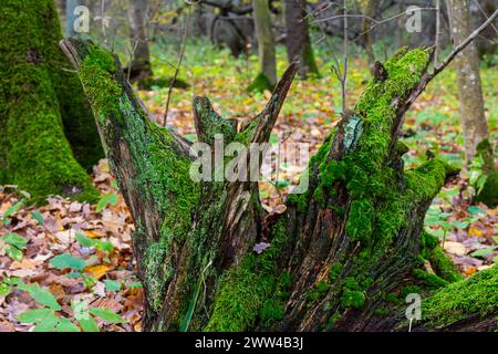 Kostbare Wassertropfen aus dem Morgentau, die eine isolierte Pflanze von Ceratodon purpureus bedecken, die auf dem Felsen wächst, lila Moos, verbrannter Boden Stockfoto