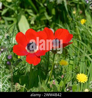 Rotfrühling Wildblumen Anemone coronaria (Mohnanemone). Diese Wildblume kann in mehreren Farben erscheinen. Hauptsächlich rot, aber auch violett, blau und weiß P Stockfoto