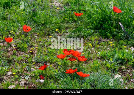 Rotfrühling Wildblumen Anemone coronaria (Mohnanemone). Diese Wildblume kann in mehreren Farben erscheinen. Hauptsächlich rot, aber auch violett, blau und weiß P Stockfoto