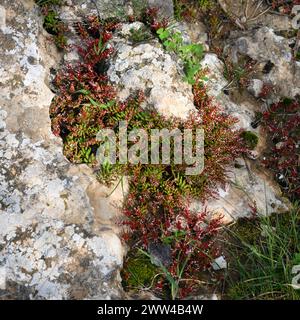 Sedum microcarpum (Synonym Telmissa microcarpa) Kleinfruchtiger Steinpilz, fotografiert im Frühjahr Februar in Har Amasa (Berg Amasa), Israel Stockfoto