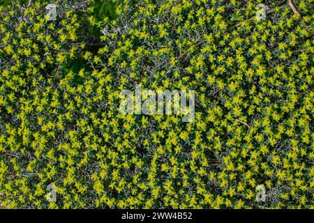 Euphorbia hierosolymitana die Jerusalem Spurge fotografierte im Frühjahr Februar in Har Amasa (Berg Amasa), Israel Stockfoto