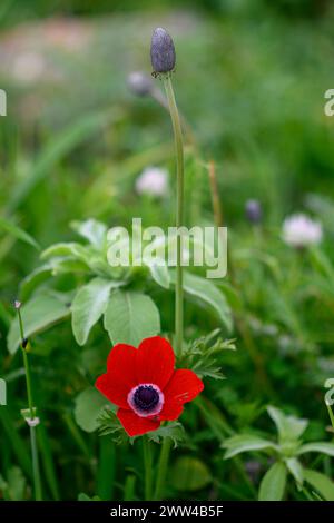 Rotfrühling Wildblumen Anemone coronaria (Mohnanemone). Diese Wildblume kann in mehreren Farben erscheinen. Hauptsächlich rot, aber auch violett, blau und weiß P Stockfoto