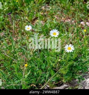 Anthemis palaestina Israels Kamille oder Gemeine Kamille oder palästinensische Kamille blüht im März im Jezreel-Tal, Israel Stockfoto