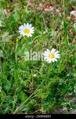 Anthemis palaestina Israels Kamille oder Gemeine Kamille oder palästinensische Kamille blüht im März im Jezreel-Tal, Israel Stockfoto