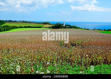 Mohnfelder Burnie Tasmanien Australien Tasmanische See Indischer Ozean Südpazifik Emu Bay Stockfoto