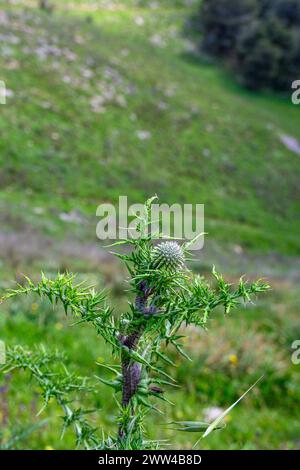 Echinops adenocaulos gemeinsame Globus-Disteln. Fotografiert im März im Jezreel-Tal, Israel Stockfoto