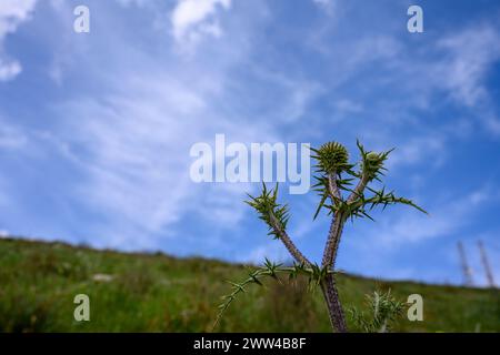 Echinops adenocaulos gemeinsame Globus-Disteln. Fotografiert im März im Jezreel-Tal, Israel Stockfoto