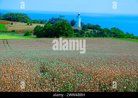 Poppy Fields Table Cape Lighthouse Burnie Tasmania Australien Tasmanische See Indischer Ozean Südpazifik Emu Bay Stockfoto