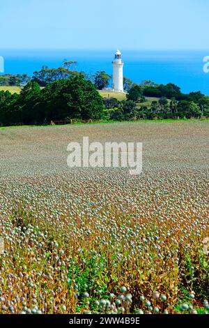 Poppy Fields Table Cape Lighthouse Burnie Tasmania Australien Tasmanische See Indischer Ozean Südpazifik Emu Bay Stockfoto