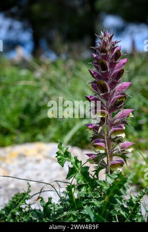 Acanthus syriacus (Syn. Acanthus hirsutus subsp. Syriacus) aus dem östlichen Mittelmeerraum gebräuchliche Namen sind Acanthus Bärenhose und Stockfoto