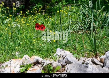 Ranunculus asiaticus, der Persische Butterbecher, ist eine im östlichen Mittelmeer im Südwesten Asiens heimische Art der Butterschale (Ranunculus) Stockfoto