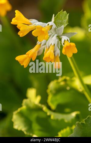 Markante Primula palinuri, Palinuro auricula. Natürliches Nahaufnahme blühendes Pflanzenporträt, Frühling. Verführerisch, Erstaunlich, Atemberaubend, Fesselnd, Stockfoto