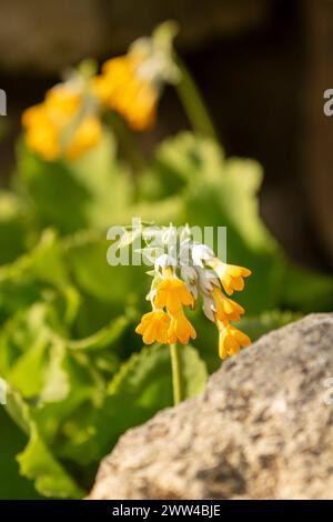 Markante Primula palinuri, Palinuro auricula. Natürliches Nahaufnahme blühendes Pflanzenporträt, Frühling. Verführerisch, Erstaunlich, Atemberaubend, Fesselnd, Stockfoto