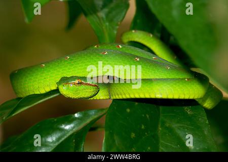 Wagler's Pit Viper, Tropidolaemus Wagleri, Bako National Park, Sarawak, Malaysia Stockfoto