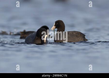 Eine Herde Eurasischer Coot (Fulica atra) غرة أوراسية, die auf dem Wasser schwimmt, fotografiert im Dezember in Israel Stockfoto