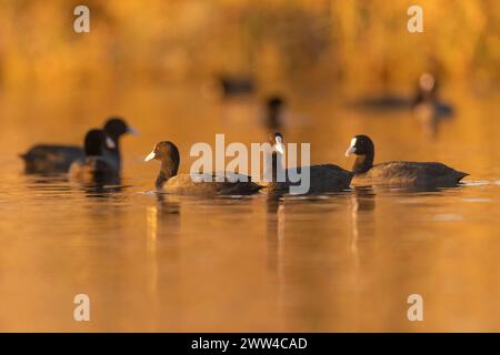 Eine Herde Eurasischer Coot (Fulica atra) غرة أوراسية, die auf dem Wasser schwimmt, fotografiert im Dezember in Israel Stockfoto