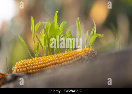 Verworfene Ähre von Maiskeimen Stockfoto