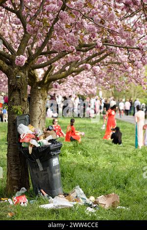 Berlin, Deutschland, DEU - TV-Asahi-Kirschbluetenallee in Berlin-Teltow 01.05.2023, Berlin, Deutschland, DEU - TV-Asahi-Kirschbluetenallee in Berlin-Teltow. Die Kirschbluetenallee entstand auf Initiative von TV-Asahi, einem der fuehrenden japanischen Fernsehsender, um die große Freude in Japan über die Wiedervereinigung Deutschlands zu symbolisieren. Unter dem Motto Sakura-Kampagne sammelte TV-Asahi Spenden von seinen Zuschauern für die Anlage der Allee entlang des ehemaligen Grenzstreifens. Insgesamt wurden ueber eine Million Euro an Spenden von Japanern gesammelt, um das Projekt zu finanzie Stockfoto