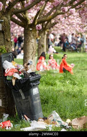 Berlin, Deutschland, DEU - TV-Asahi-Kirschbluetenallee in Berlin-Teltow 01.05.2023, Berlin, Deutschland, DEU - TV-Asahi-Kirschbluetenallee in Berlin-Teltow. Die Kirschbluetenallee entstand auf Initiative von TV-Asahi, einem der fuehrenden japanischen Fernsehsender, um die große Freude in Japan über die Wiedervereinigung Deutschlands zu symbolisieren. Unter dem Motto Sakura-Kampagne sammelte TV-Asahi Spenden von seinen Zuschauern für die Anlage der Allee entlang des ehemaligen Grenzstreifens. Insgesamt wurden ueber eine Million Euro an Spenden von Japanern gesammelt, um das Projekt zu finanzie Stockfoto