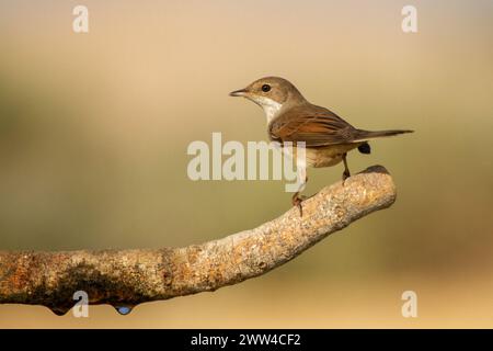 Das Weiße Rotmeer (Curruca communis) ist ein weit verbreiteter und typischer Grasfänger, der in ganz Europa und darüber hinaus brütet Stockfoto