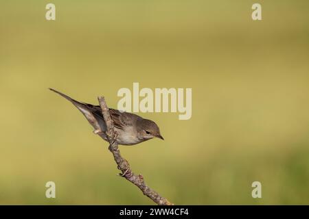 Das Weiße Rotmeer (Curruca communis) ist ein weit verbreiteter und typischer Grasfänger, der in ganz Europa und darüber hinaus brütet Stockfoto