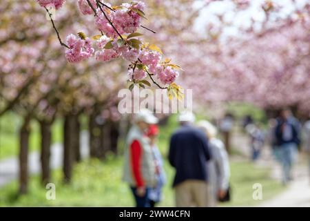 Berlin, Deutschland, DEU - TV-Asahi-Kirschbluetenallee in Berlin-Teltow 30.04.2023, Berlin, Deutschland, DEU - TV-Asahi-Kirschbluetenallee in Berlin-Teltow. Die Kirschbluetenallee entstand auf Initiative von TV-Asahi, einem der fuehrenden japanischen Fernsehsender, um die große Freude in Japan über die Wiedervereinigung Deutschlands zu symbolisieren. Unter dem Motto Sakura-Kampagne sammelte TV-Asahi Spenden von seinen Zuschauern für die Anlage der Allee entlang des ehemaligen Grenzstreifens. Insgesamt wurden ueber eine Million Euro an Spenden von Japanern gesammelt, um das Projekt zu finanzie Stockfoto