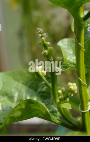 Basella alba Früchte, Blätter und Blüten Stockfoto