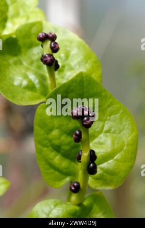 Basella alba Früchte, Blätter und Blüten Stockfoto