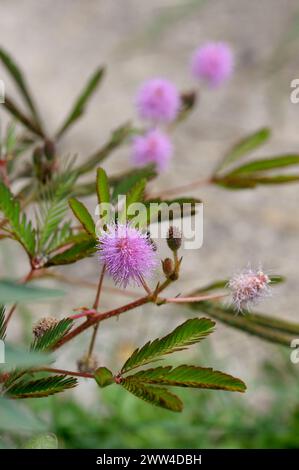 Mimosa pudica Blüten Stockfoto