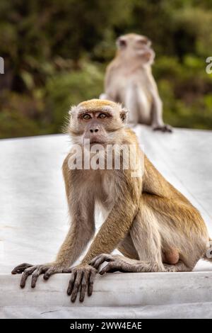 Makaken in den Batu Caves, Kuala Lumpur, Malaysia, Südostasien Stockfoto