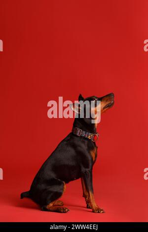 Freundlicher reinrassiger Miniatur-Pinscher mit abgeschnittenen Ohren und Schwanz sitzt auf einem hellroten Hintergrund und sieht mit Interesse aus. Mini Doberman, Zwergpinscher Stockfoto