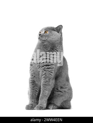 Eine reinrassige britische blaue Katze mit großen orangen Augen sitzt auf weißem Hintergrund und blickt überraschend und ängstlich nach vorne. Stockfoto