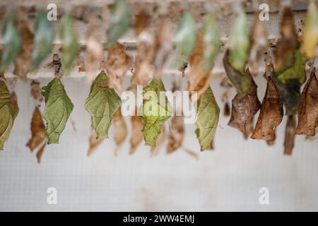 Puppen, Kokons verschiedener Schmetterlinge in einem Brutschrank. Lebenszyklus, Entwicklung, Wachstum von Schmetterlingen Stockfoto