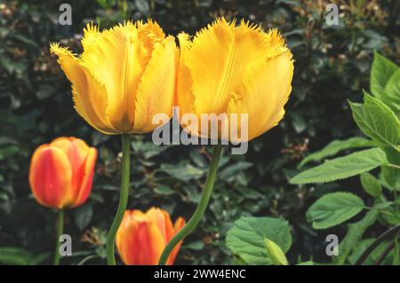 Wunderschöne gelbe Tulpen in voller Blüte: Ein Frühlingsgenuss, in den man sich verlieben kann, Deutschland, Mönchengladbach Stockfoto