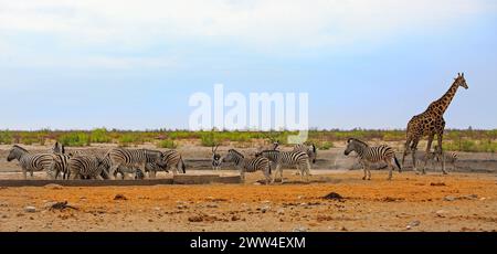 Herde von Burchell Zebra mit einer einsamen Giraffe und Oryx an einem Wasserloch mit natürlichem Buschgrund - Etosha National Park Stockfoto