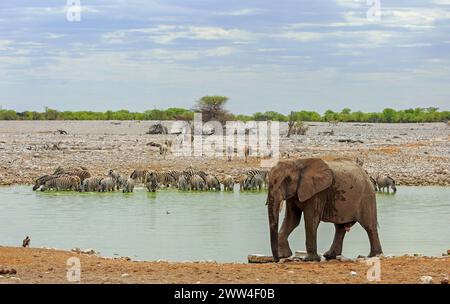 Afrikanischer Elefant, der neben einem Wasserloch mit einer Zebraherde am gegenüberliegenden Ufer spaziert Stockfoto