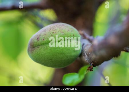 Aprikose. Reife Früchte. Gesunde Ernährung. Organisch. Frühlingszeit. Unscharfer Hintergrund. Stockfoto