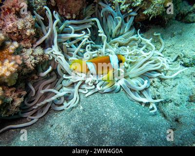 Korallen mit Clownfischen während eines Tauchgangs in Bali Stockfoto