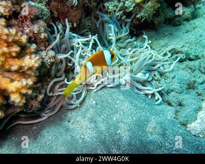 Korallen mit Clownfischen während eines Tauchgangs in Bali Stockfoto