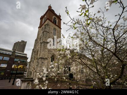London, Großbritannien: St Giles Cripplegate, eine gotische Kirche auf dem Barbican Estate in London mit einem Baum im Vordergrund. Stockfoto