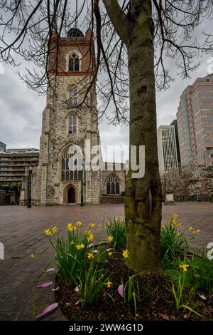 London, Großbritannien: St Giles Cripplegate, eine gotische Kirche auf dem Barbican Estate in der City of London mit Narzissen und einem Baum. Stockfoto
