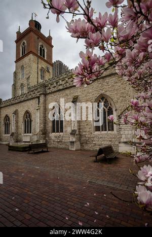 London, Großbritannien: St Giles Cripplegate, eine gotische Kirche auf dem Barbican Estate in London mit einem Magnolienbaum im Vordergrund. Stockfoto