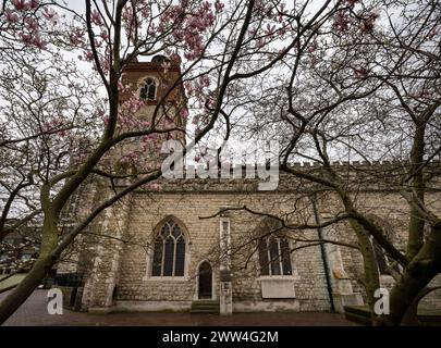 London, Großbritannien: St Giles Cripplegate, eine gotische Kirche auf dem Barbican Estate in der City of London mit Bäumen im Vordergrund. Stockfoto