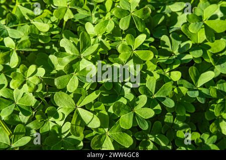 Grüne Blätter der Bermuda-Butterblume. Bermuda Buttercup: Eine Art von Sauerampfer, sein botanischer Name ist Oxalis pes-caprae. Hintergrund und Textur. Grün b Stockfoto