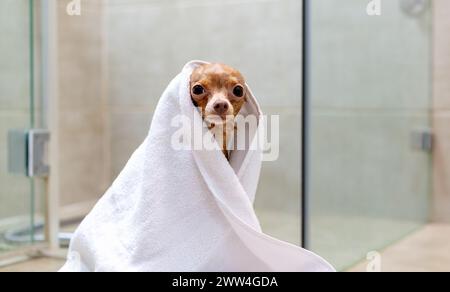 Niedlicher Hundespielzeugterrier nach dem Waschen in weißes Handtuch gewickelt. Tierpflege. Stockfoto
