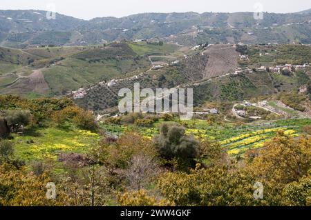 Die Hügel rund um das „Weiße Dorf“ Frigiliana sind mit Lokat-, Avocado-, Mandel- und anderen Produkten bekleidet, Andalusien, Spanien Stockfoto