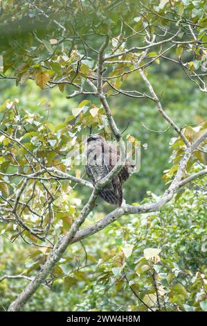 Barrotauulen (Bubo sumatranus), die auf einem moosigen Baumzweig in ihrem natürlichen tropischen Waldgebiet thront. Stockfoto