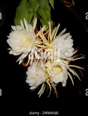 Ein Haufen nachtblühender Cereus-Blüten isoliert auf schwarzem Hintergrund, alias Königin der Nacht, einzigartig selten blüht und nur in der Nacht Prinzessin Stockfoto